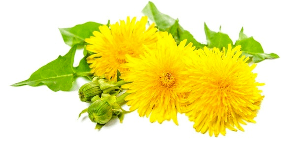Papilomaren aurkako dandelion