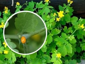 zelandina belar zukua landare-garatxoak tratatzeko